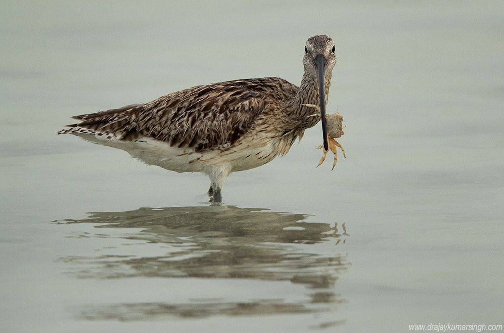 , Dr Ajay Kumar Singh