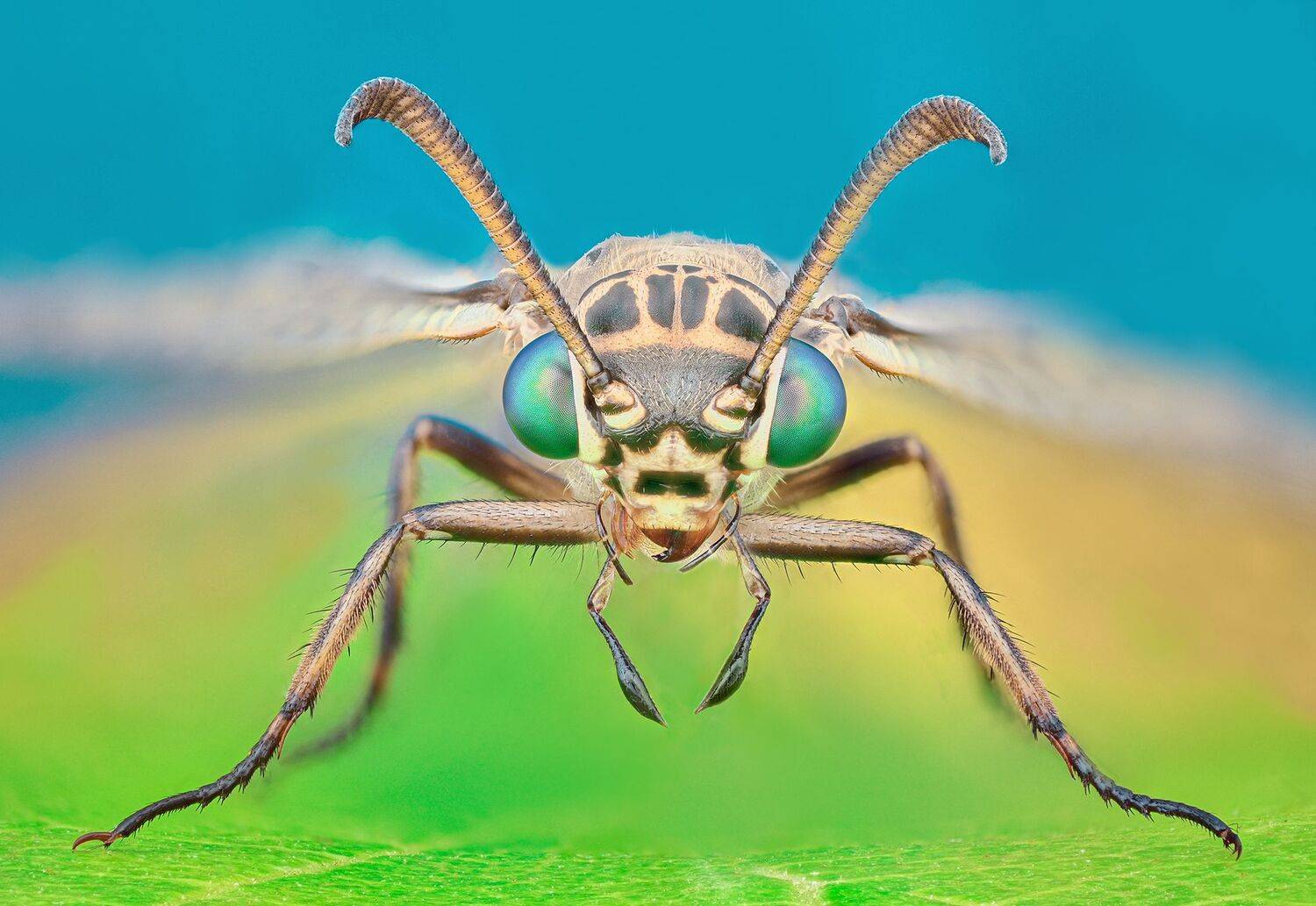 ceclii, macro, Tsvetan Ganev