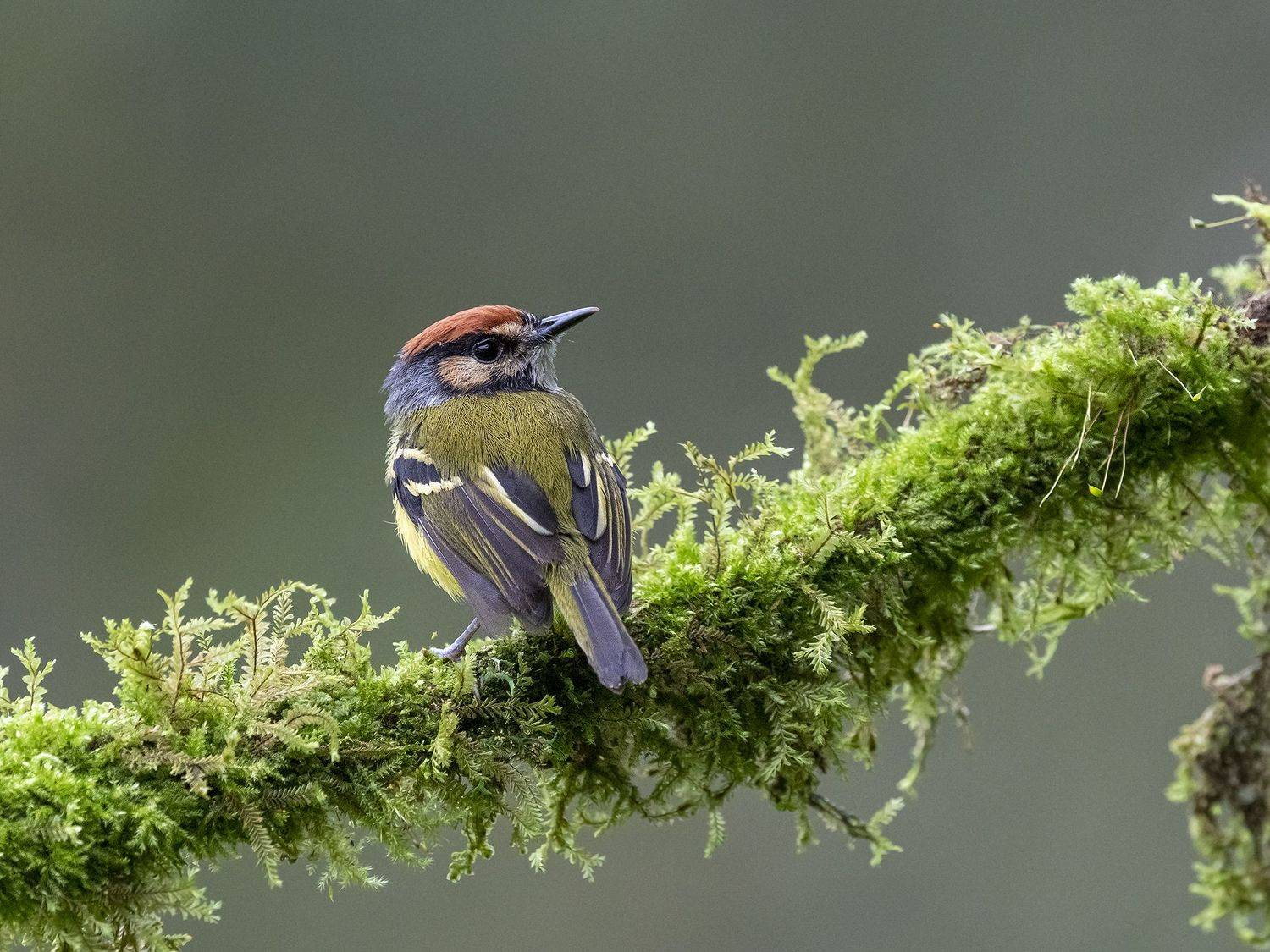 , Burgalin Sequeira Fernando