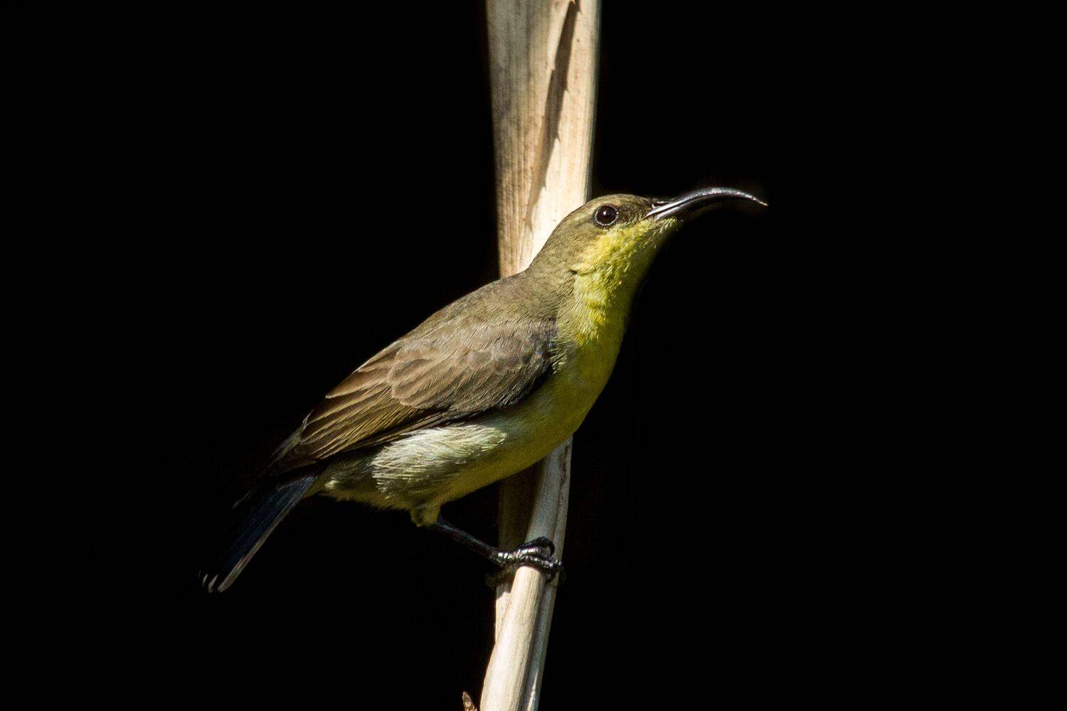 #bird, #sunbird, #wild, Shadab Ishtiyak