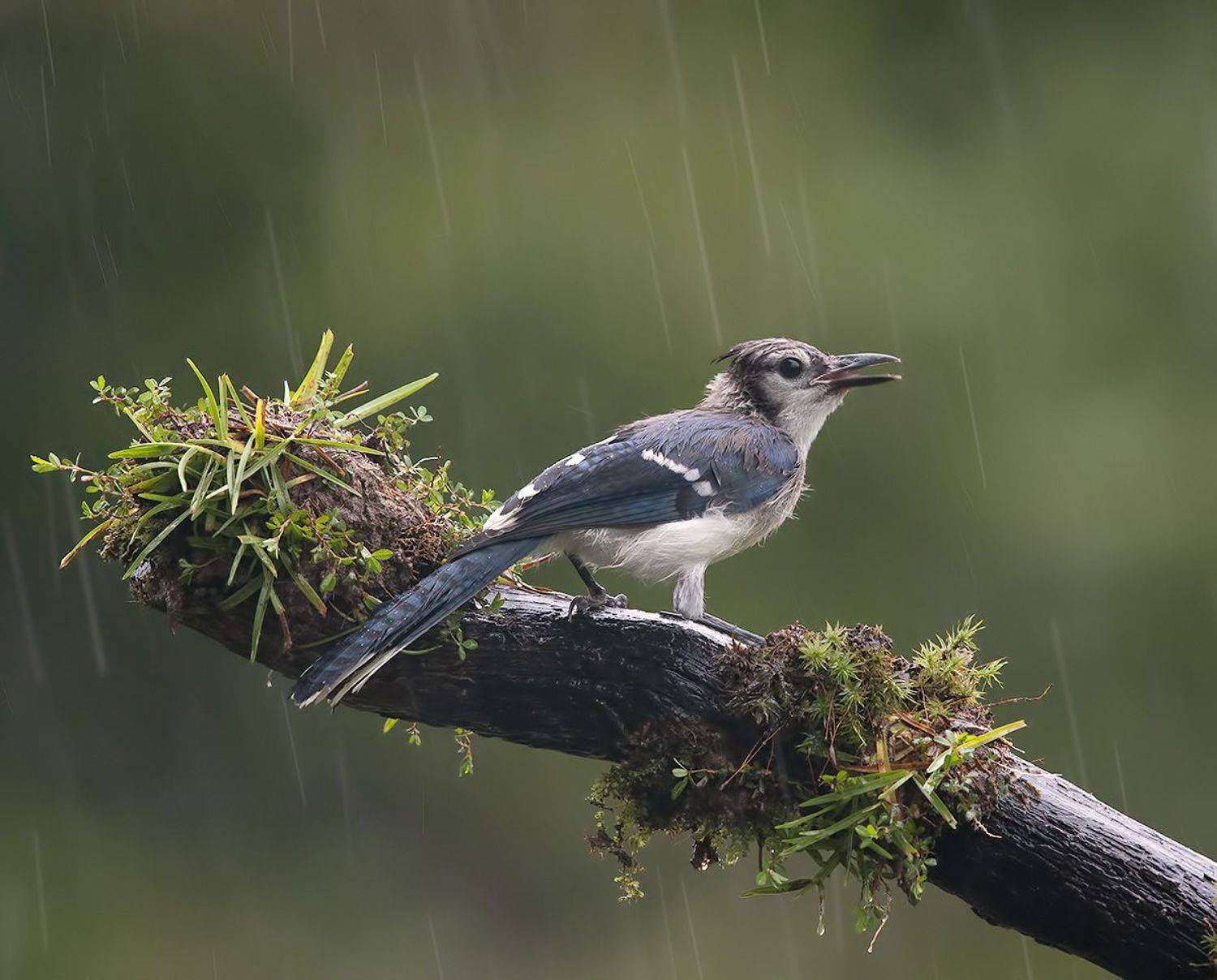 сойка, голубая сойка, jay, blue jay, Etkind Elizabeth