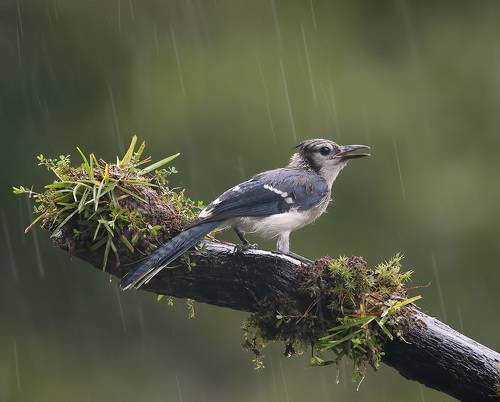 Blue Jay -Голубая сойка