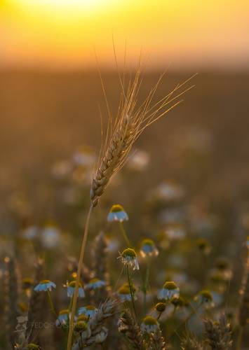 В поле каждый колосок ….