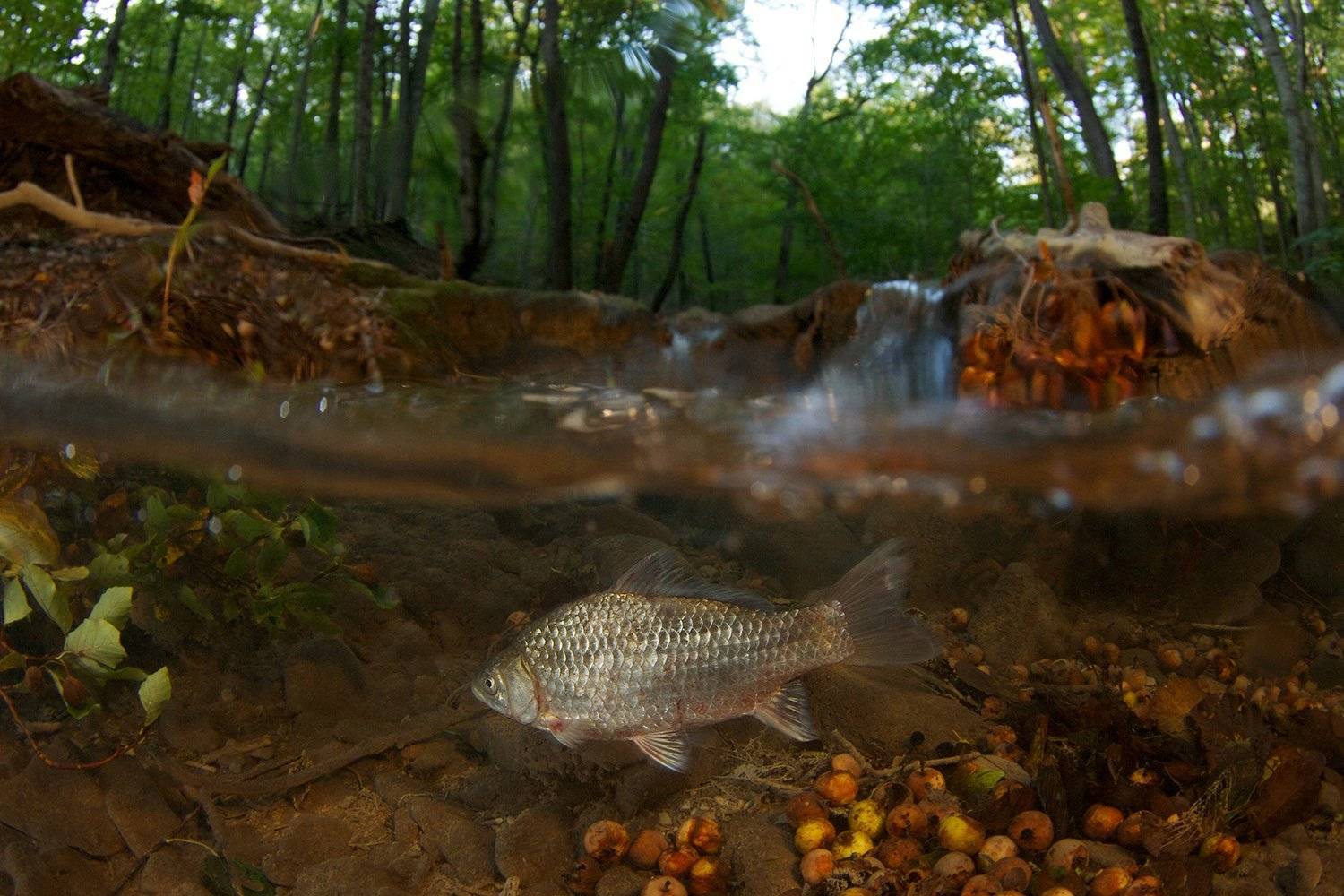 Осень, Перекат, Ручей, Серебристый карась, Сплит, Никифоров Егор