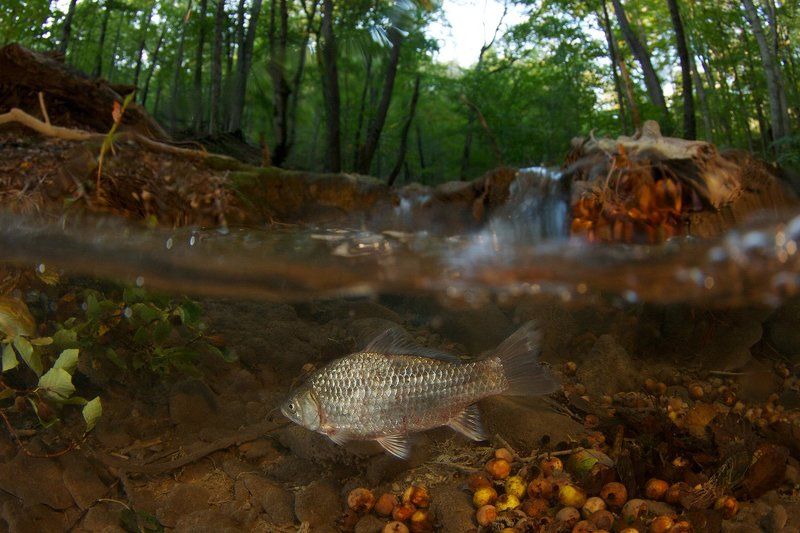 Осень, Перекат, Ручей, Серебристый карась, Сплит Ускользающее лето фото превью