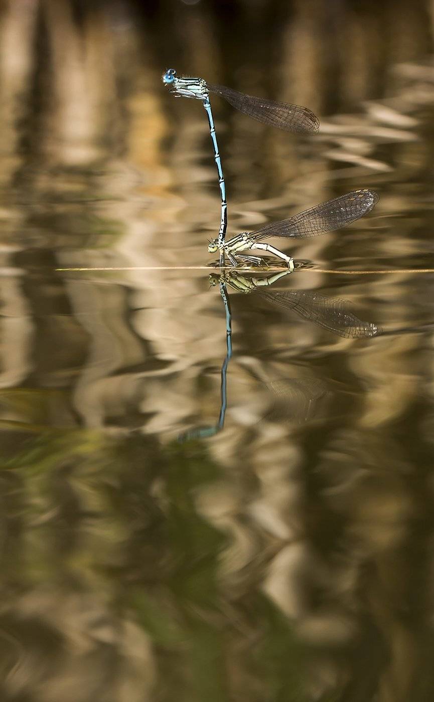 , Иваненко Светлана