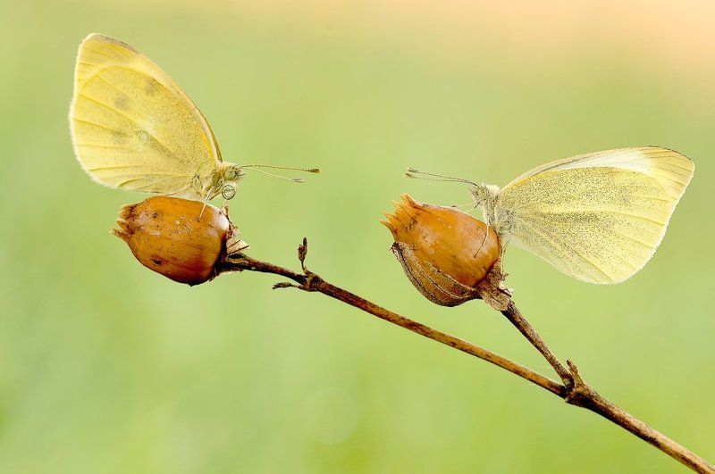 Power of love... фото превью