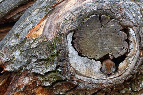 Пара полёвок
