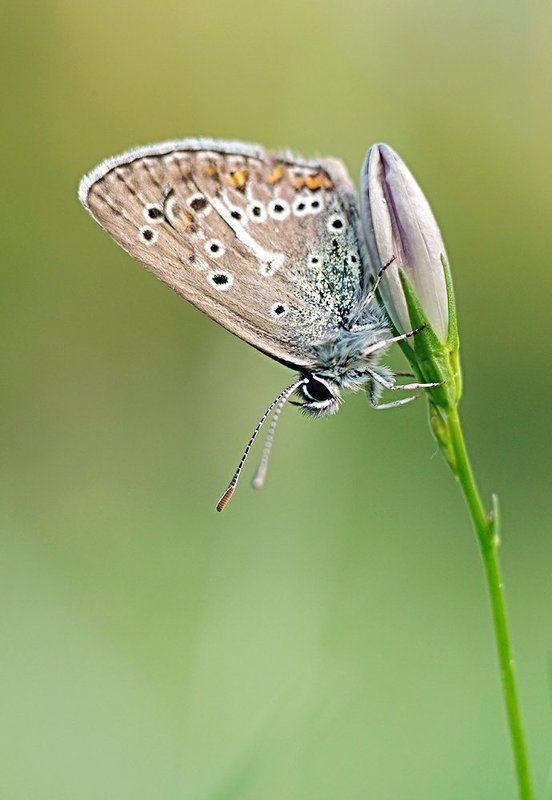 *** фото превью