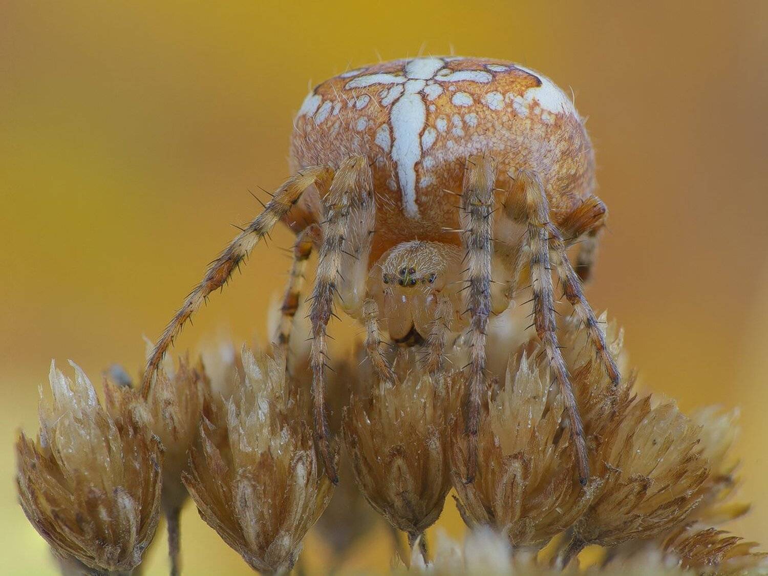 , Кузнецов Дмитрий