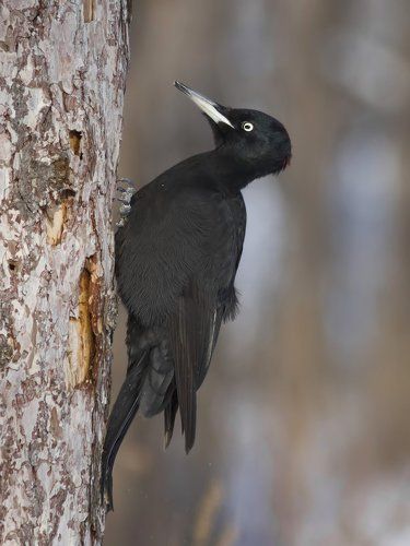 Black woodpecker.