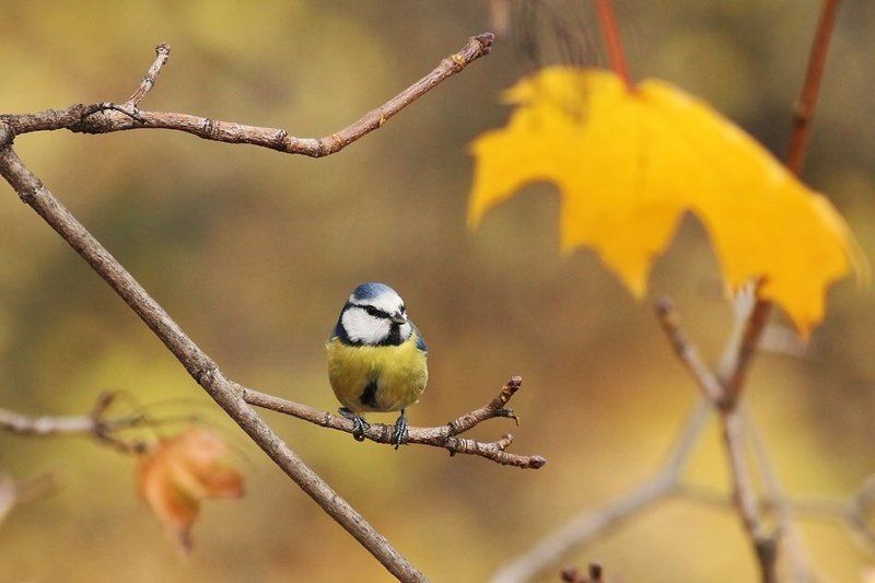 кривоногий фото превью