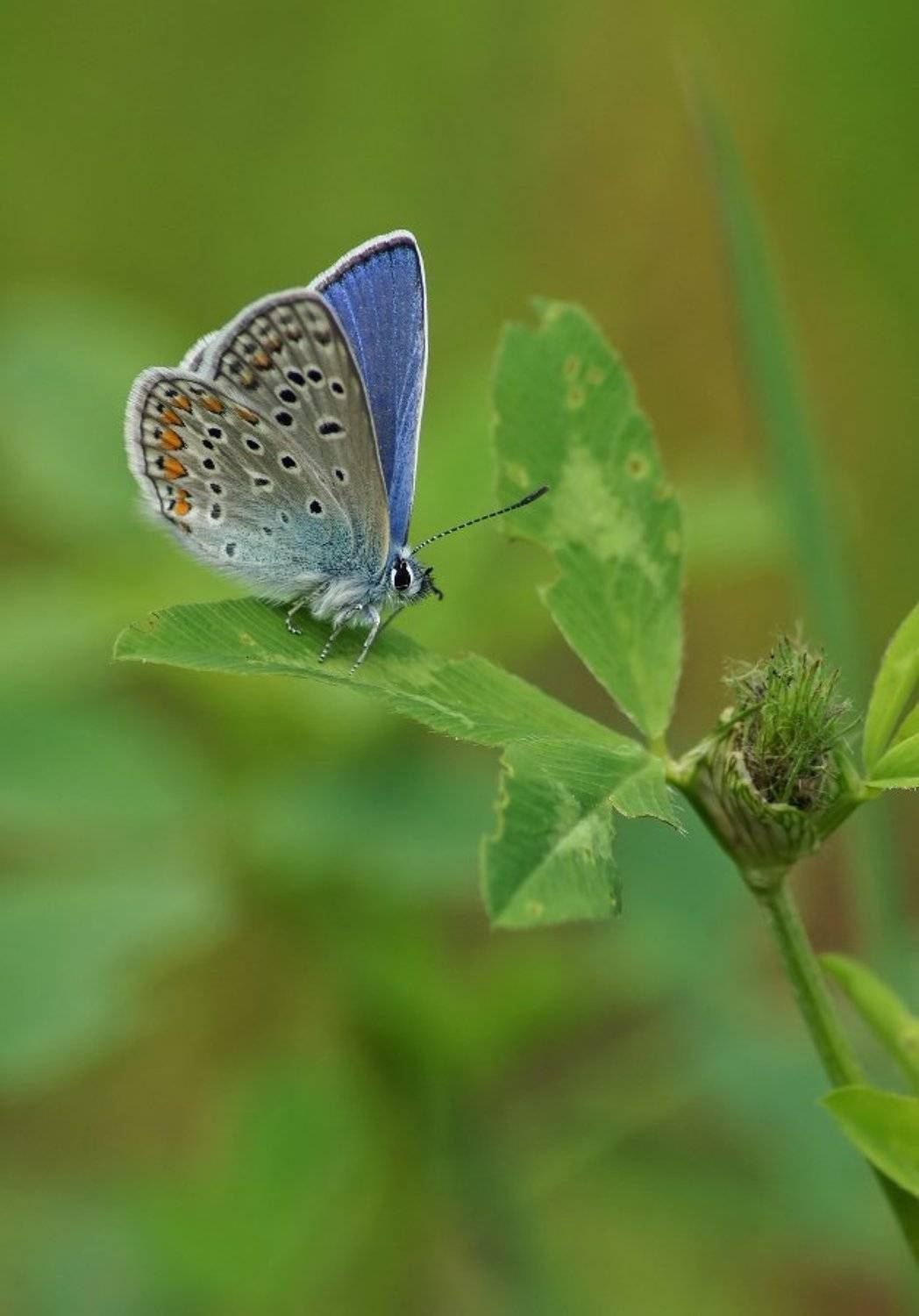 , Чепленко Алексей