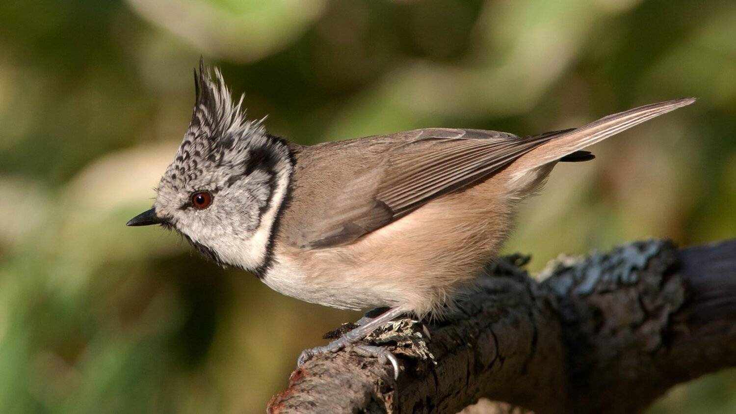 , Валерий Субачев