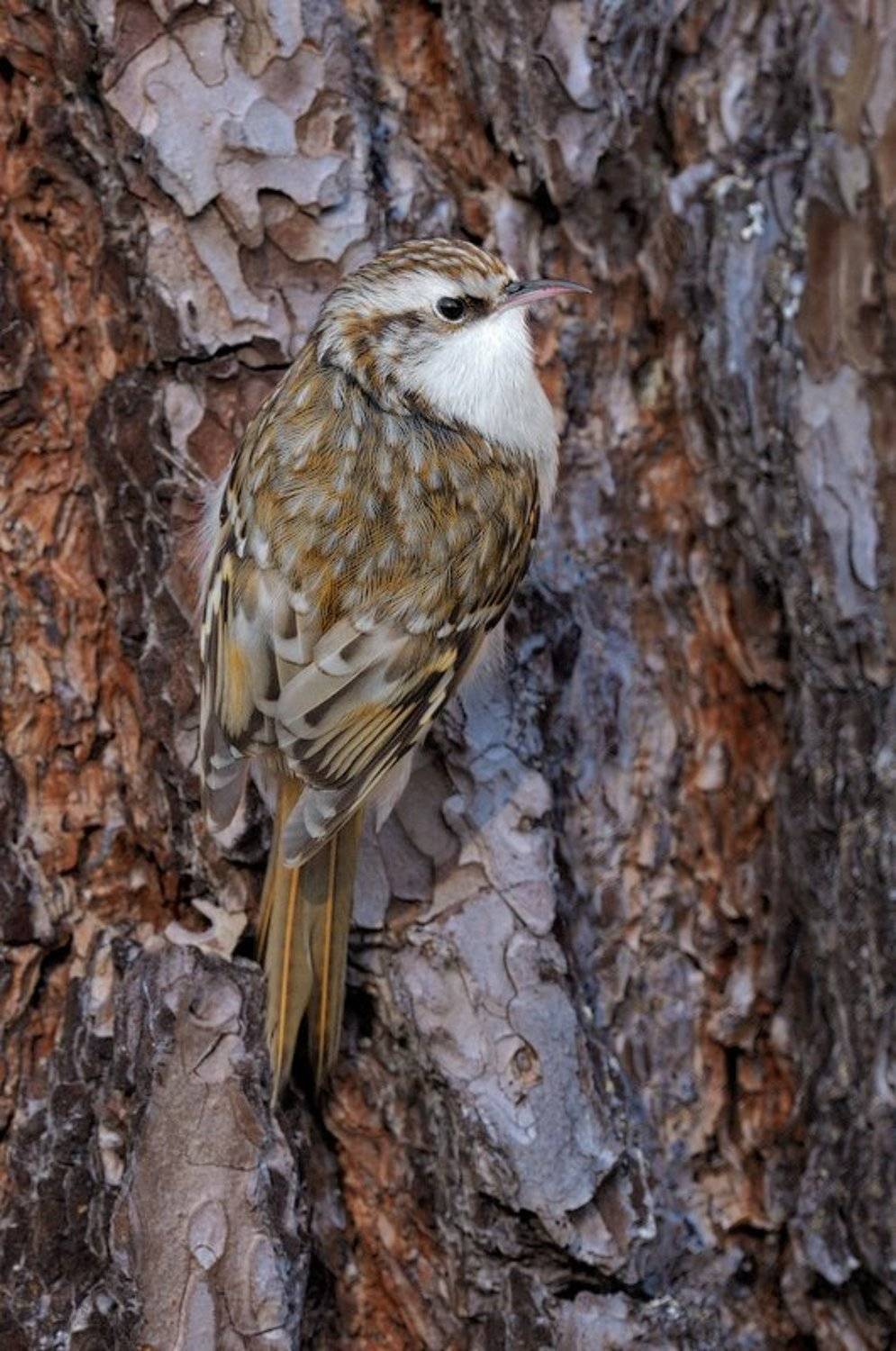 Пищуха, Курочкин Валерий