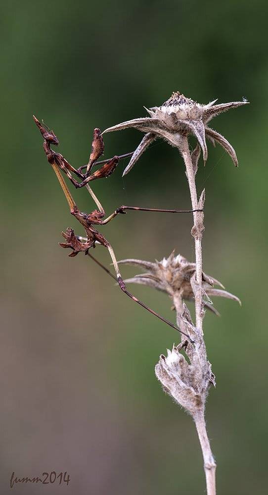 , Игорь ФУММ