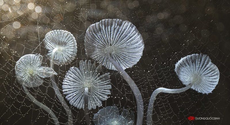 macro DQD фото превью