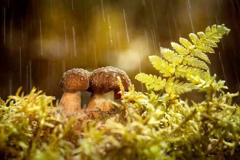 Forever together фото превью