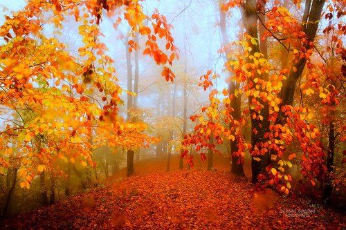 Autumn is crying with colours