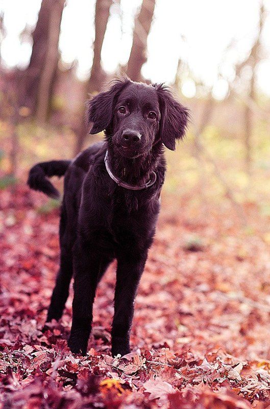 Dante фото превью