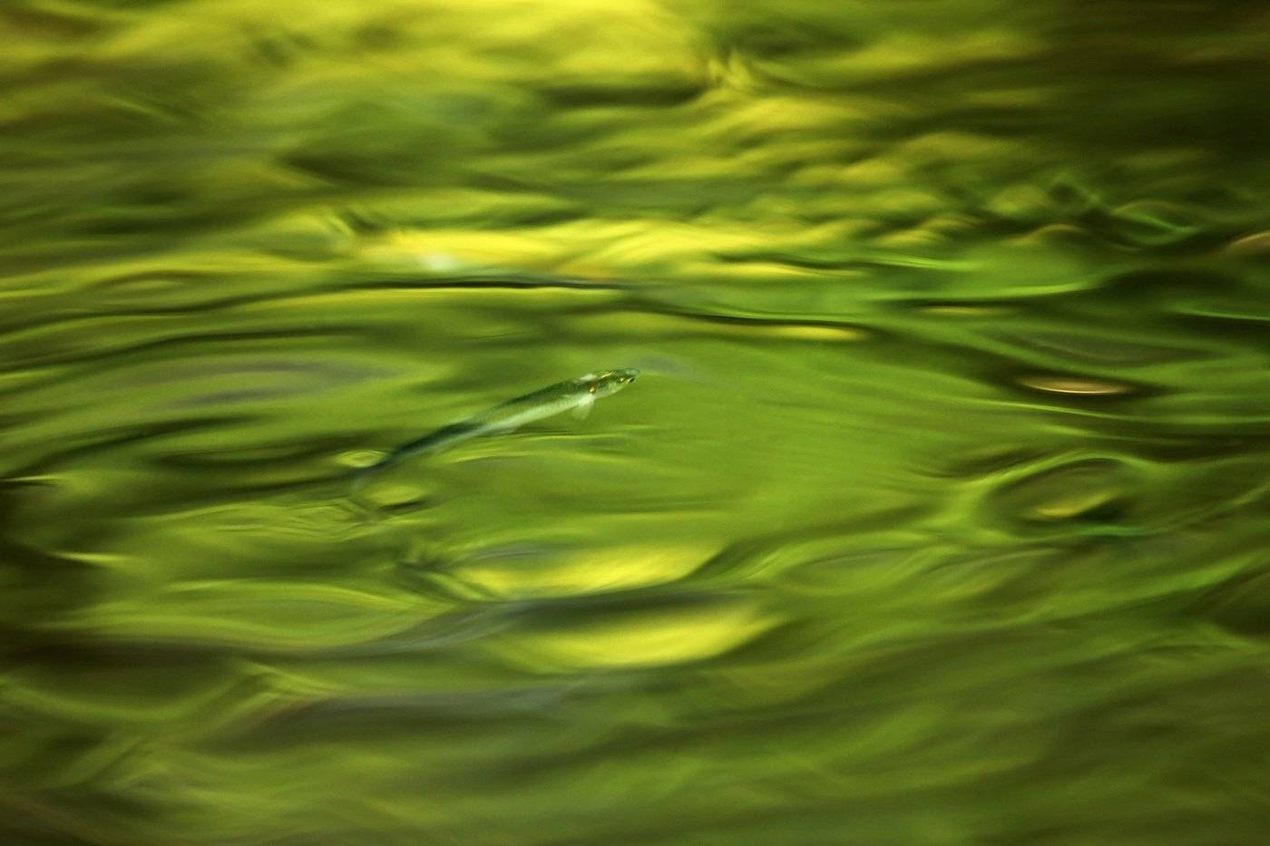 , Иваненко Светлана