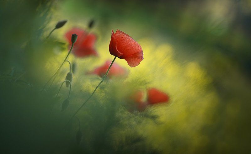 Summer glory фото превью