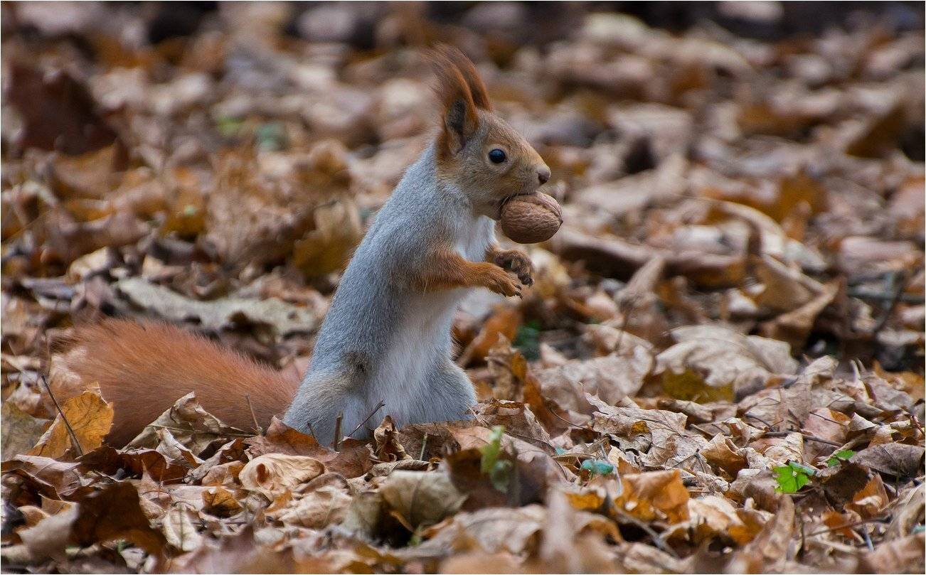 , Руслан Сигушин