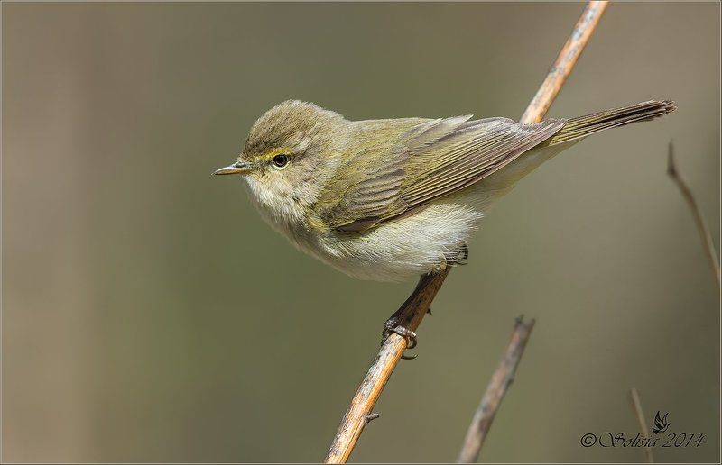 пеночки, природа, теньковка, весничка Пеночки фото превью