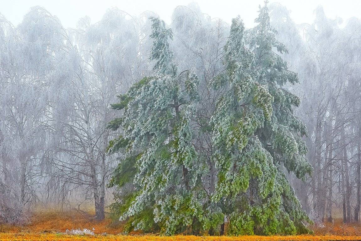 , Качурин Алексей