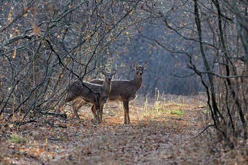 На лесной дороге.