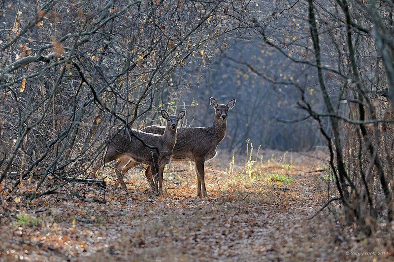 На лесной дороге. фото превью