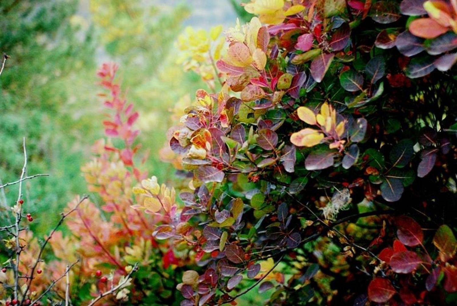 Autumn, Codak, Colors, mikedrebet