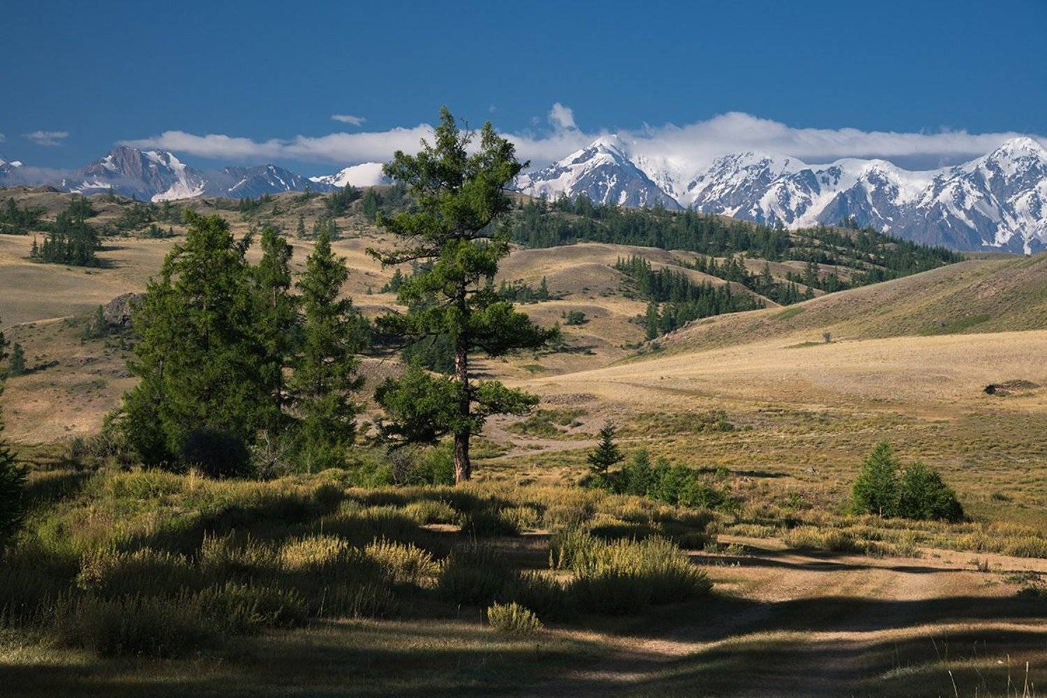 Алтай, Белый, Большой, Высокий, Голубой, Горы, Деревья, Дорога, Желтый, Зеленый, Красивая, Ледник, Пейзаж, Пик, Природа, Северо-чуйский, Сибирь, Снег, Сопки, Сосна, Холмы, Хребет, Дмитрий Антипов