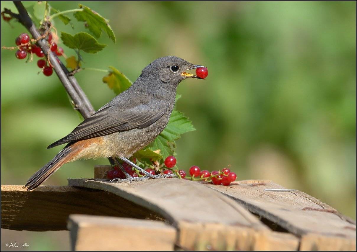красная,смородина,птица,горихвостка,чернушка,сбор,урожая, Александр Чувилин