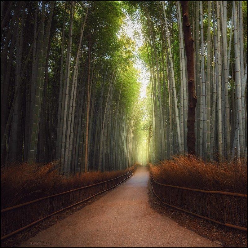 Бамбуковый лес фото превью