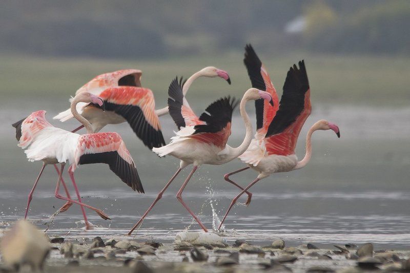 Нас не догонят фото превью