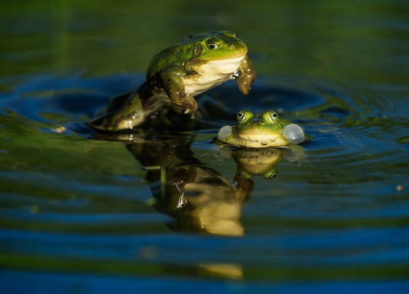 * * * фото превью