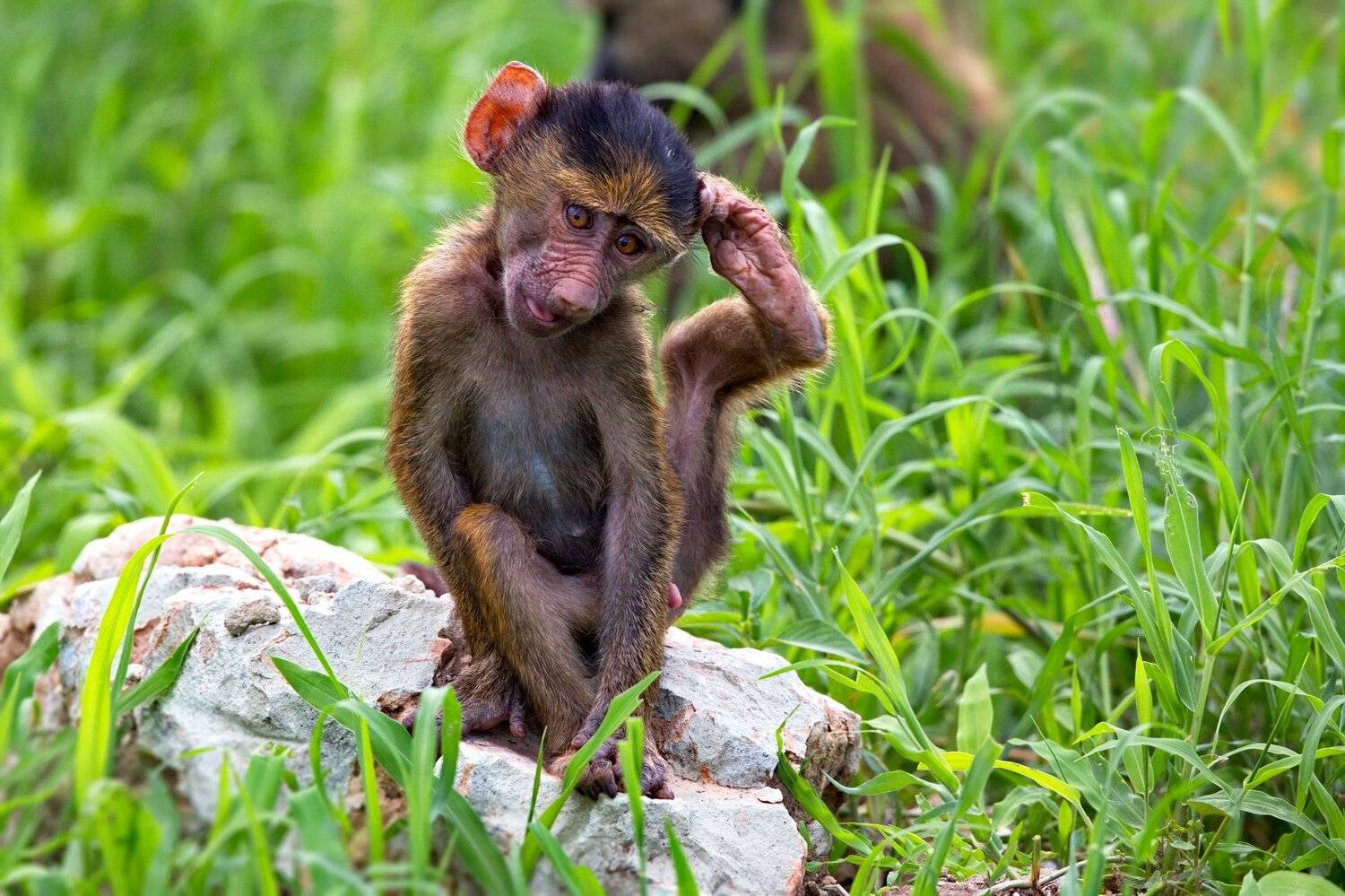 , Александр Перов