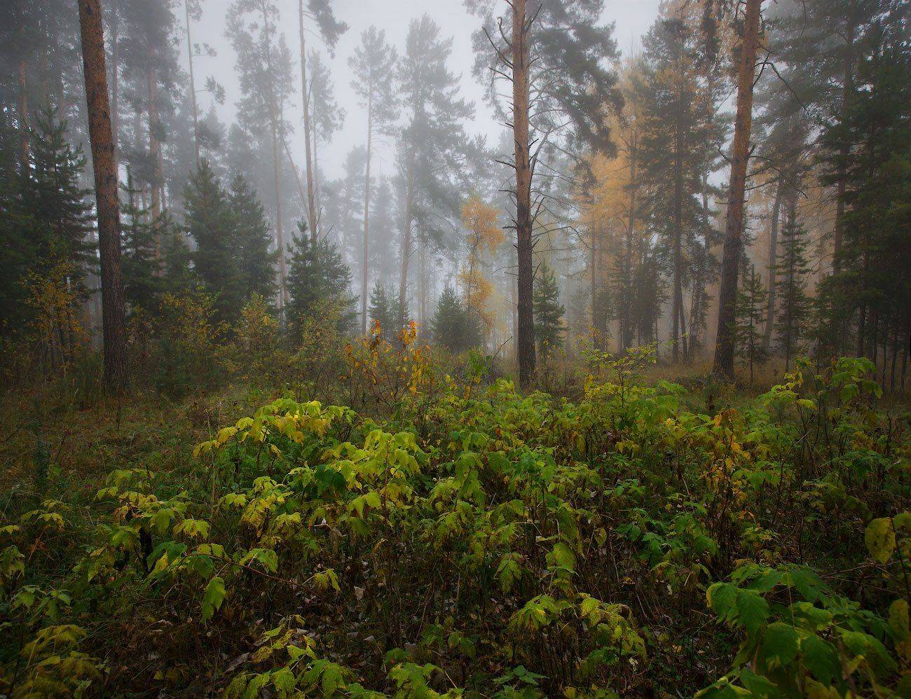 , Владимир Ляпин