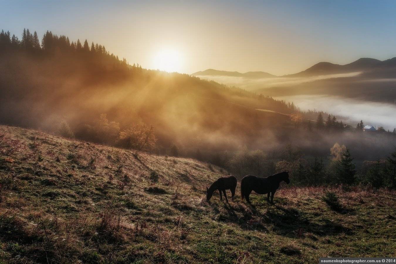 горы,	зеленый,	карпаты,	луг, природа,	рассвет,	роса, склон,	солнце,	трава,	туман, дземброня, Александр Науменко