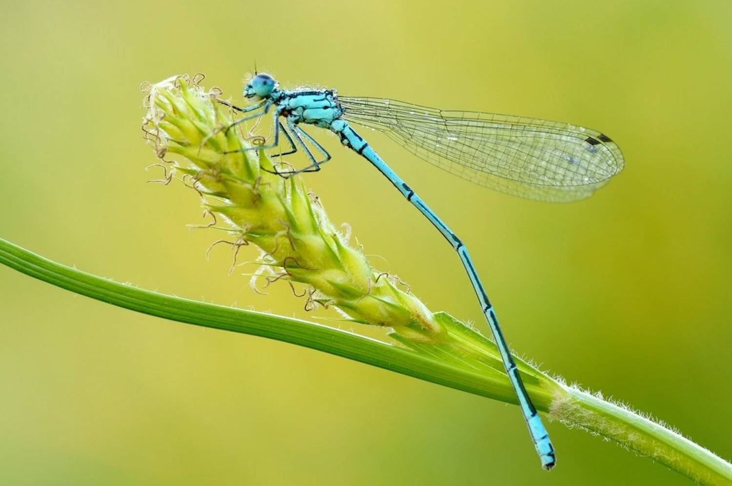 , Zbyszek  Walkiewicz