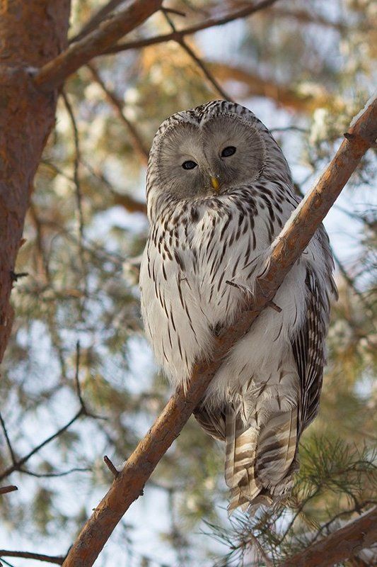 Неясыть фото превью