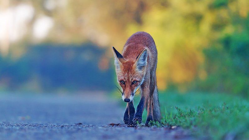 Пикник на обочине фото превью