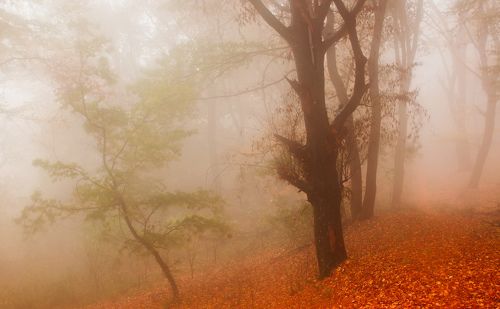 Autumn is crying with mist
