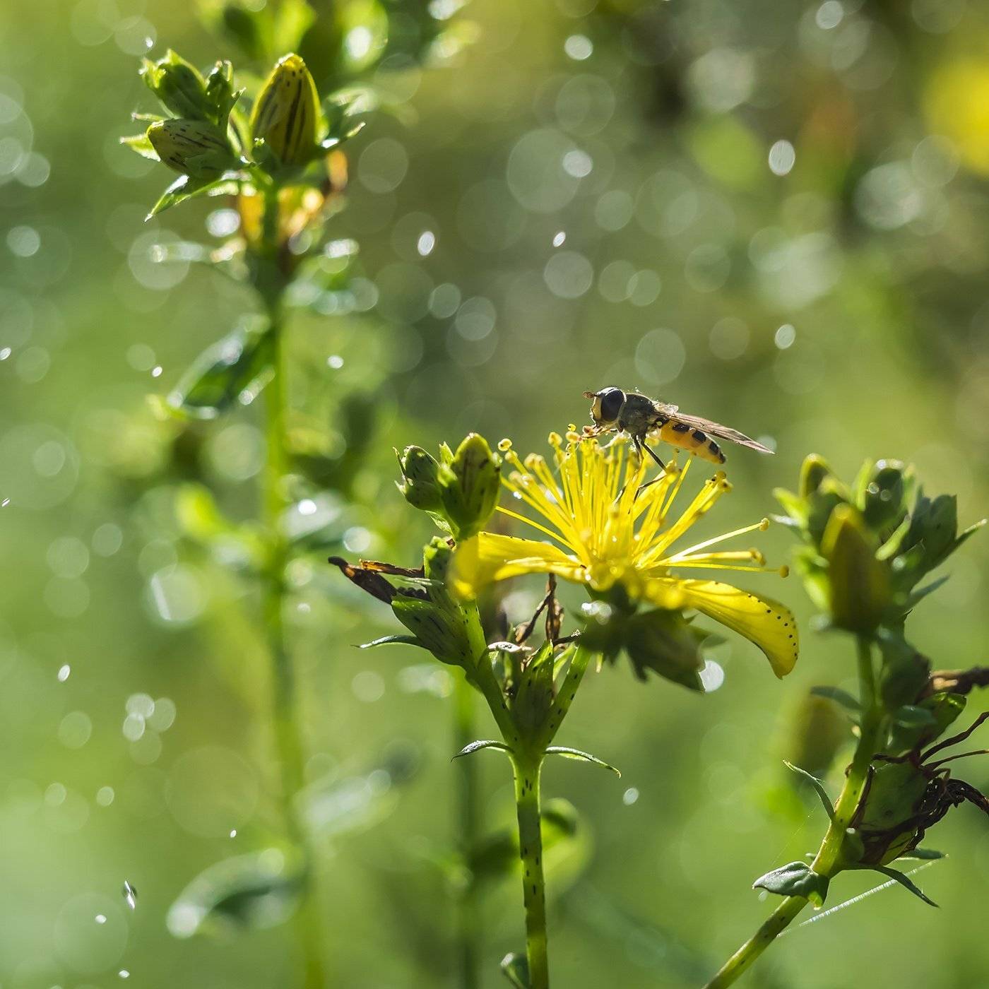 , Евгения Муравская