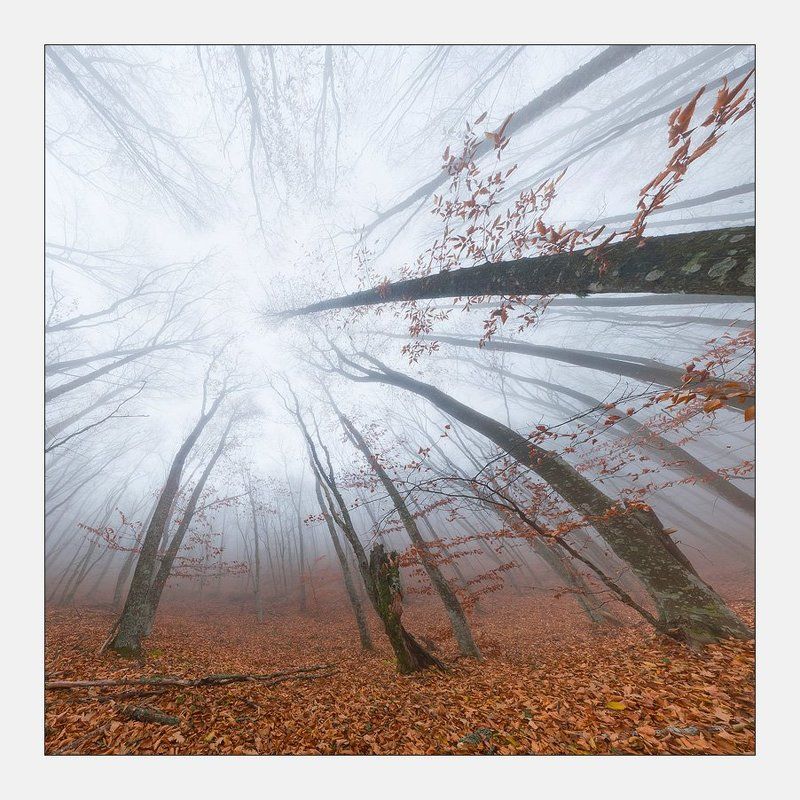 крым, лес, туман Портал фото превью