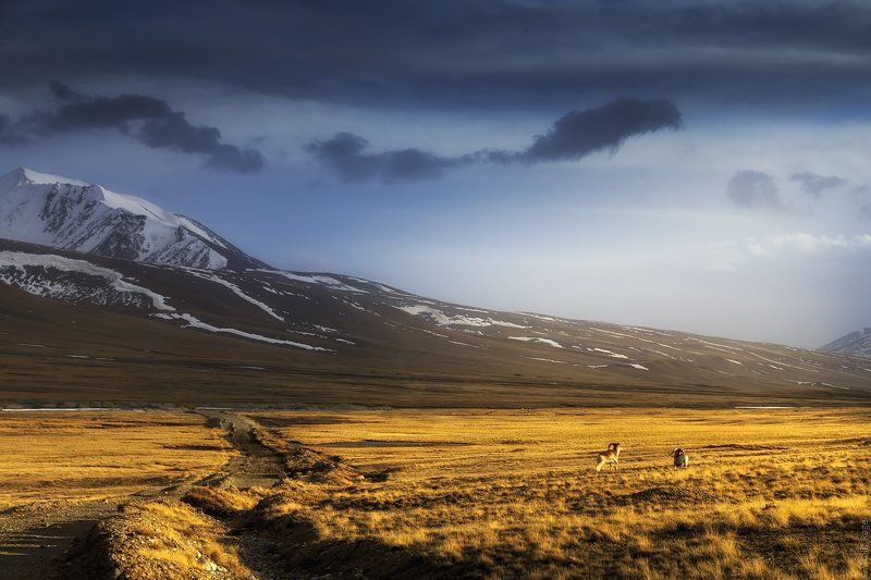 Высокогорная долина Арабель, Киргизия фото превью