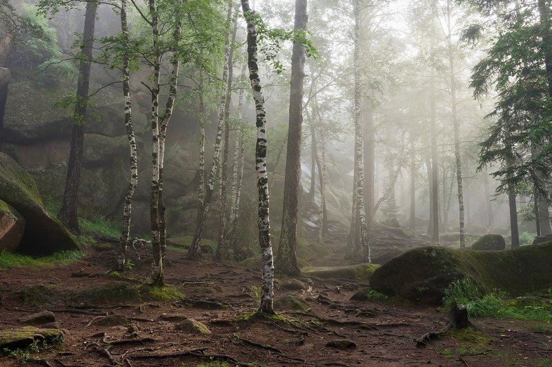 Деревья, Лес, Пейзаж, Природа, Туман, Утро Утро в заповеднике Столбы фото превью