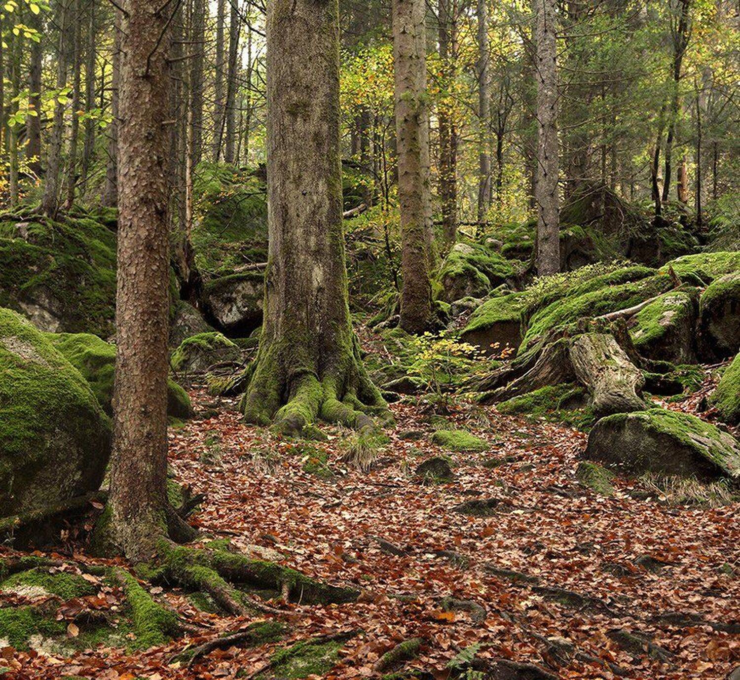 , Игорь Дубровский