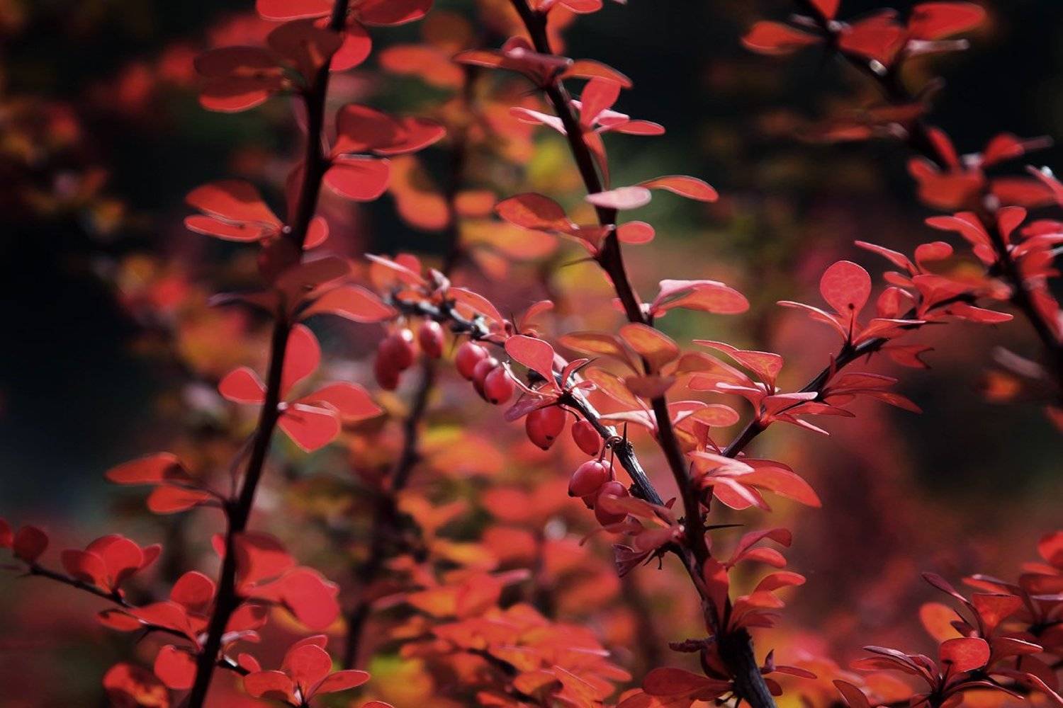 , Киливник Наталия(Metron)